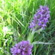 vstavč jarní - orchideje ve Vikanticích